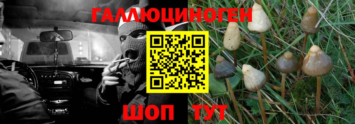 Псилоцибиновые грибы Cubensis Октябрьский